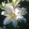 marmalade8215